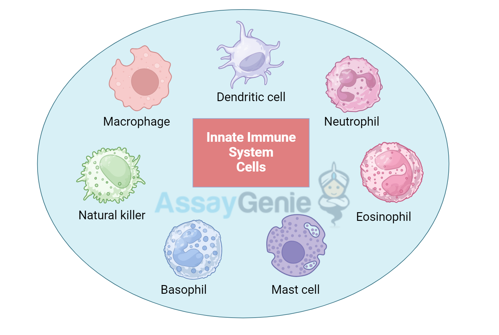 Innate Immune System Cells: An In-depth Overview