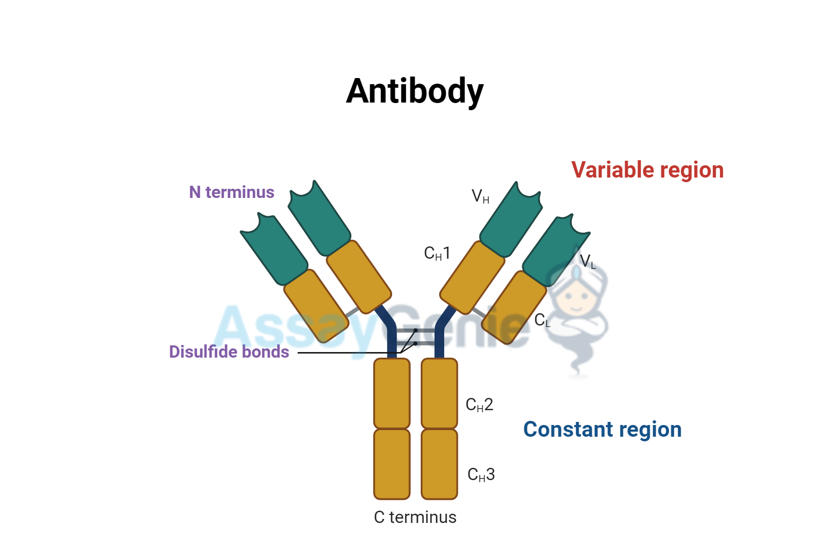 Understanding Immunoglobulin Antibodies: Structure, Function, and Types
