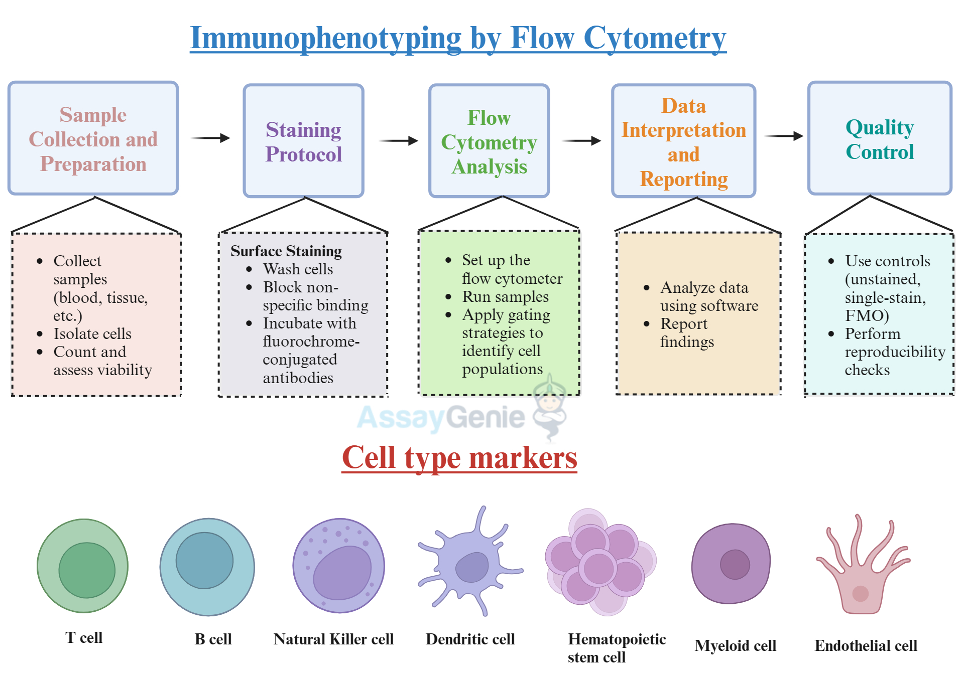 Immunophenotyping by Flow Cytometry and Cell Type Markers