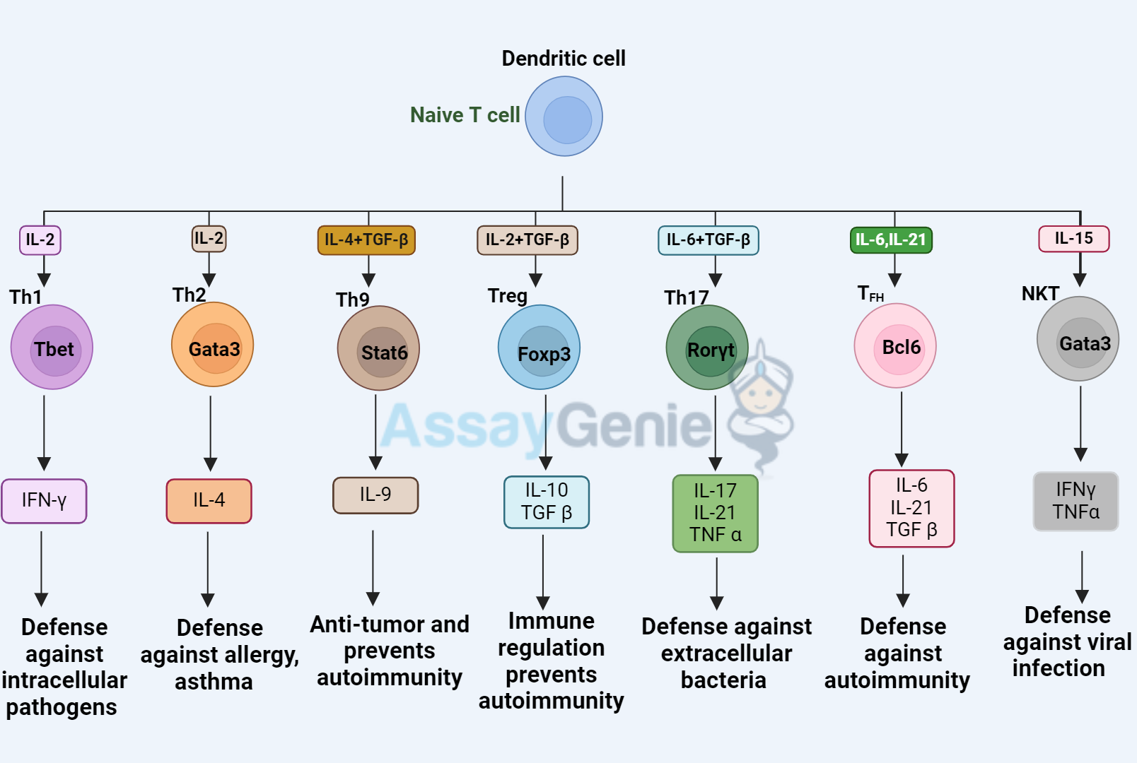 The Rat Effectively Models Signature Cytokines of T Helper Cells