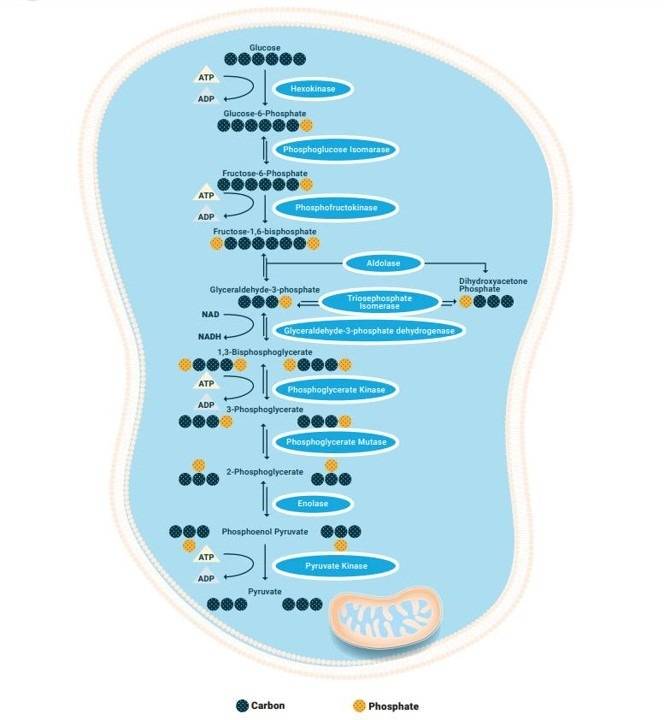 Biological Role of GLP-1