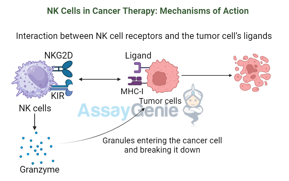 NK Cells: Unlocking the Potential of Natural Killer Cells in Cancer Therapy