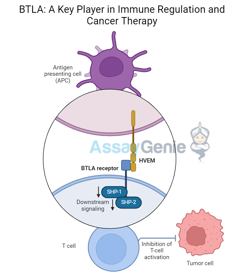 BTLA: A Key Player in Immune Regulation and Cancer Therapy