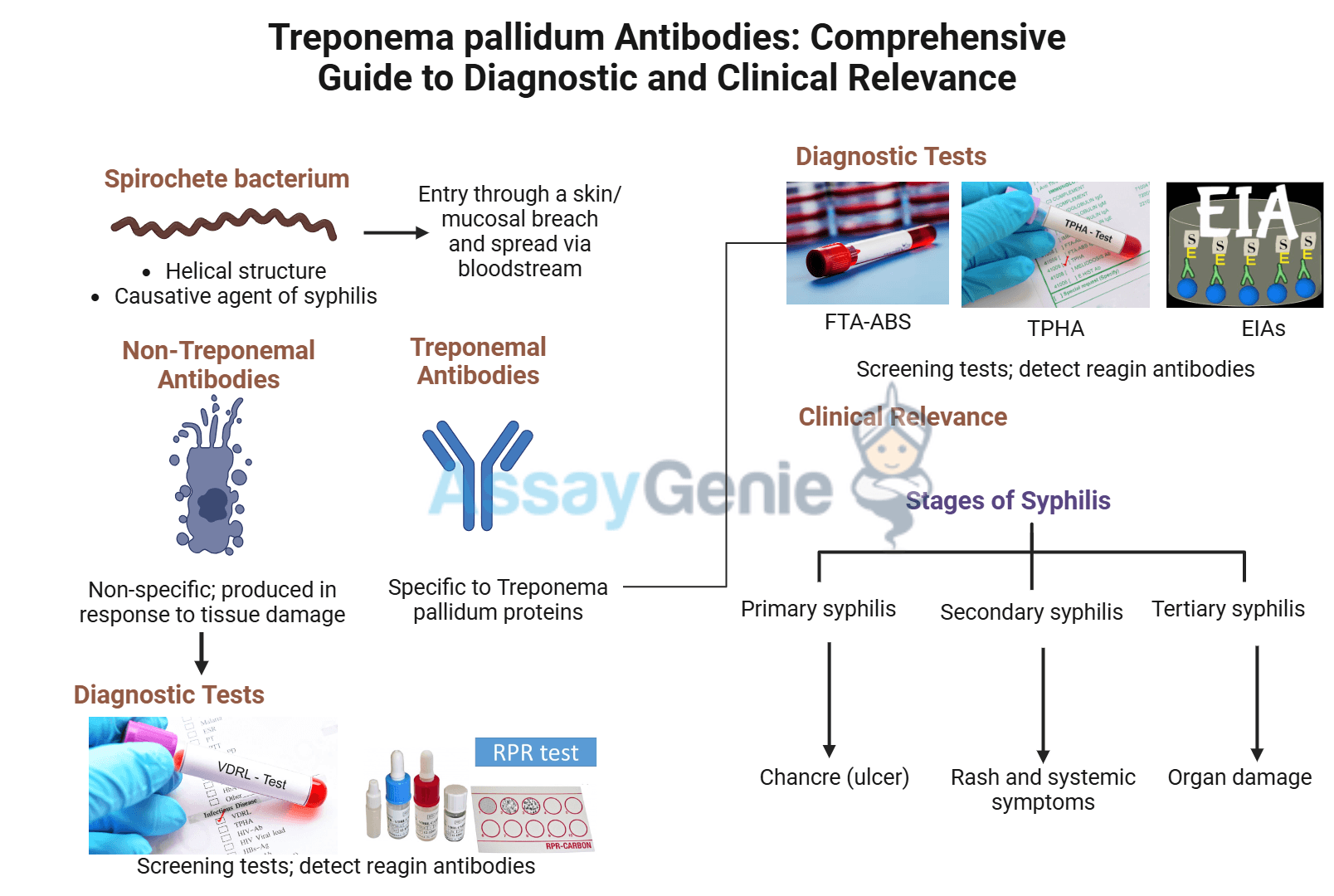 Treponema pallidum Antibodies: Comprehensive Guide to Diagnostic and Clinical Relevance