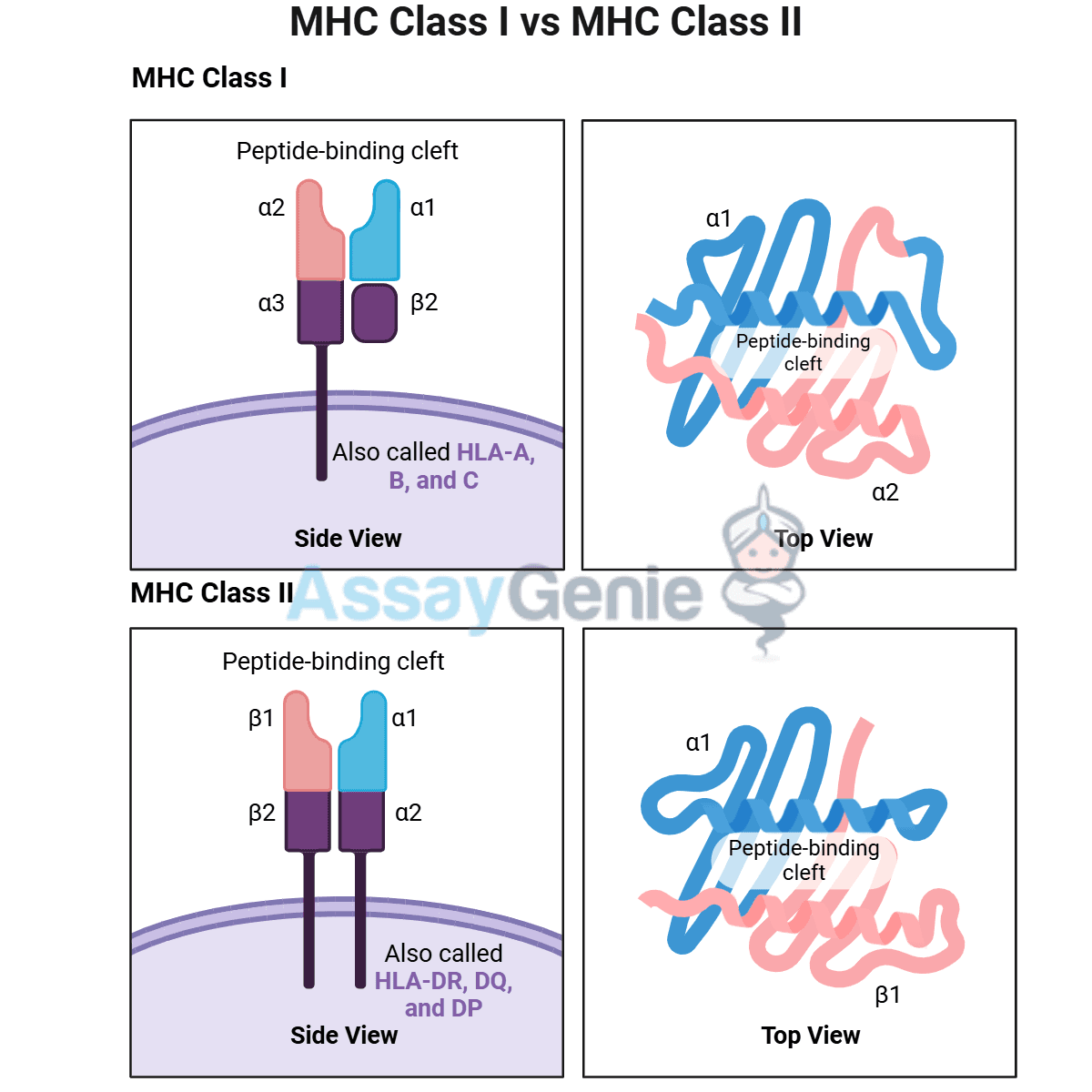 MHC Class I vs MHC Class II: Key Differences and Functions