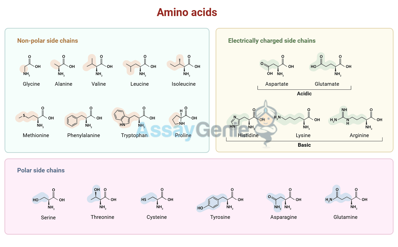 Amino Acids: Functions, Roles, and Structures