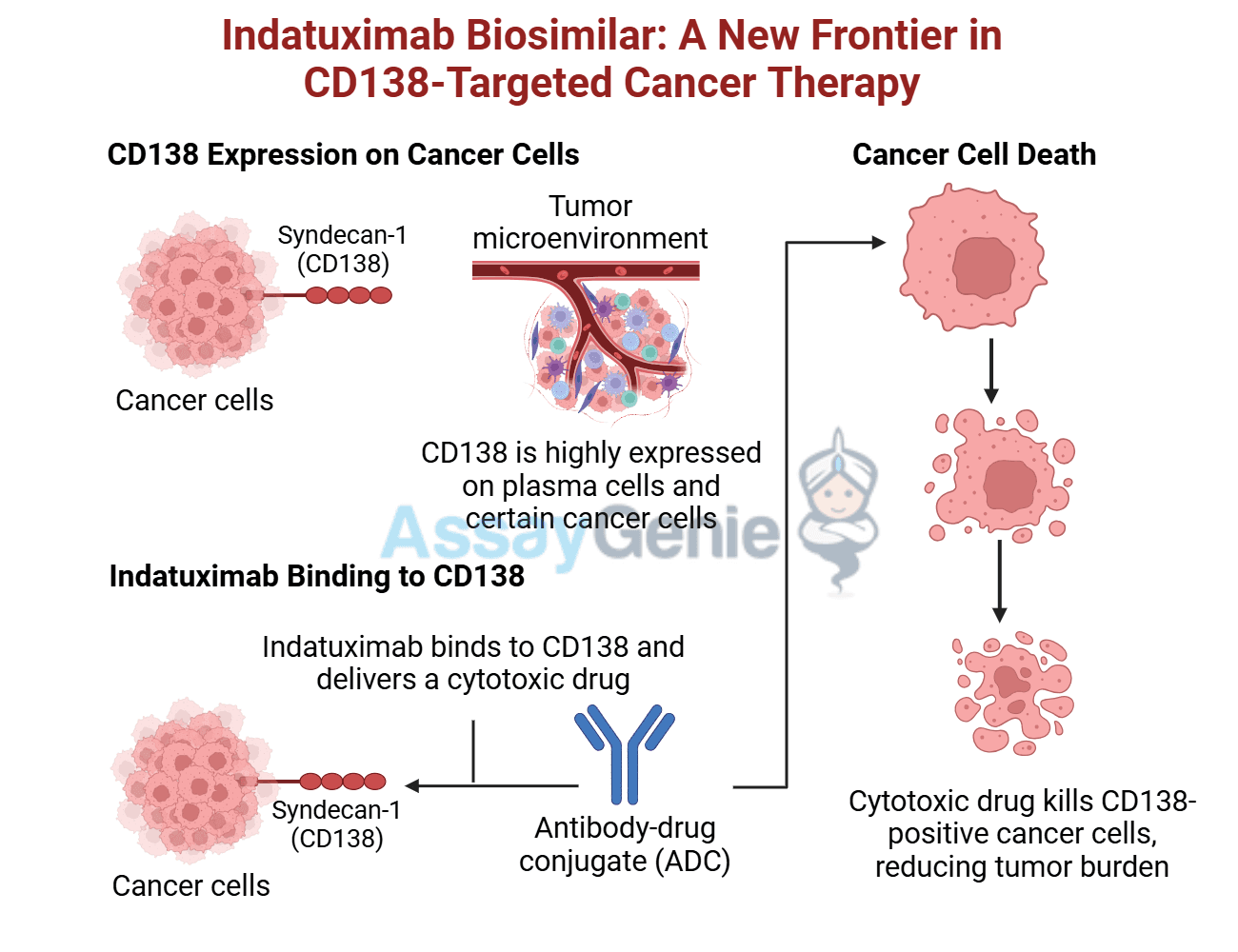 Indatuximab: Advancing CD138-Targeted Therapy in Cancer Research