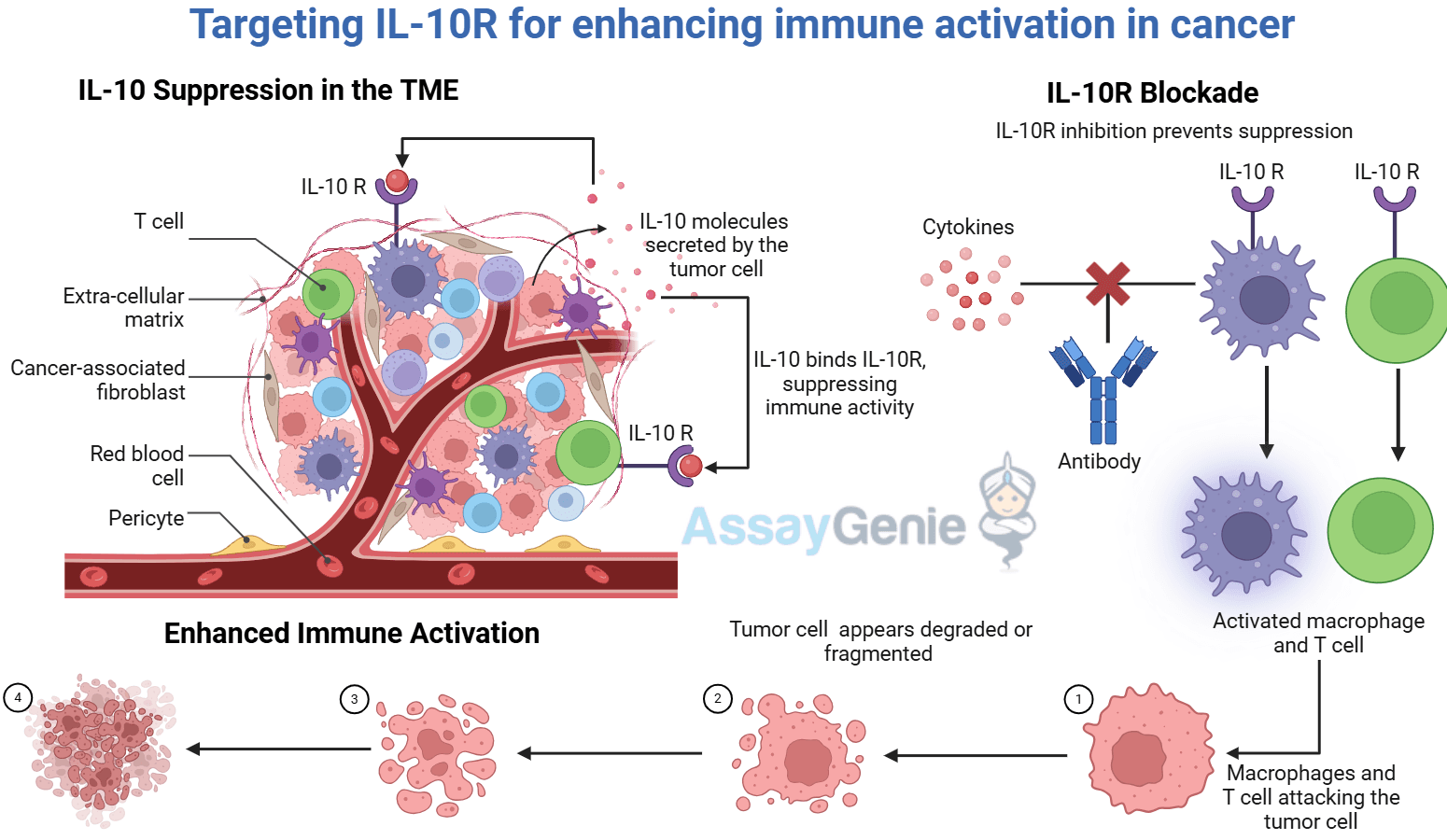 Targeting IL-10R: Enhancing Immune Activation in Cancer