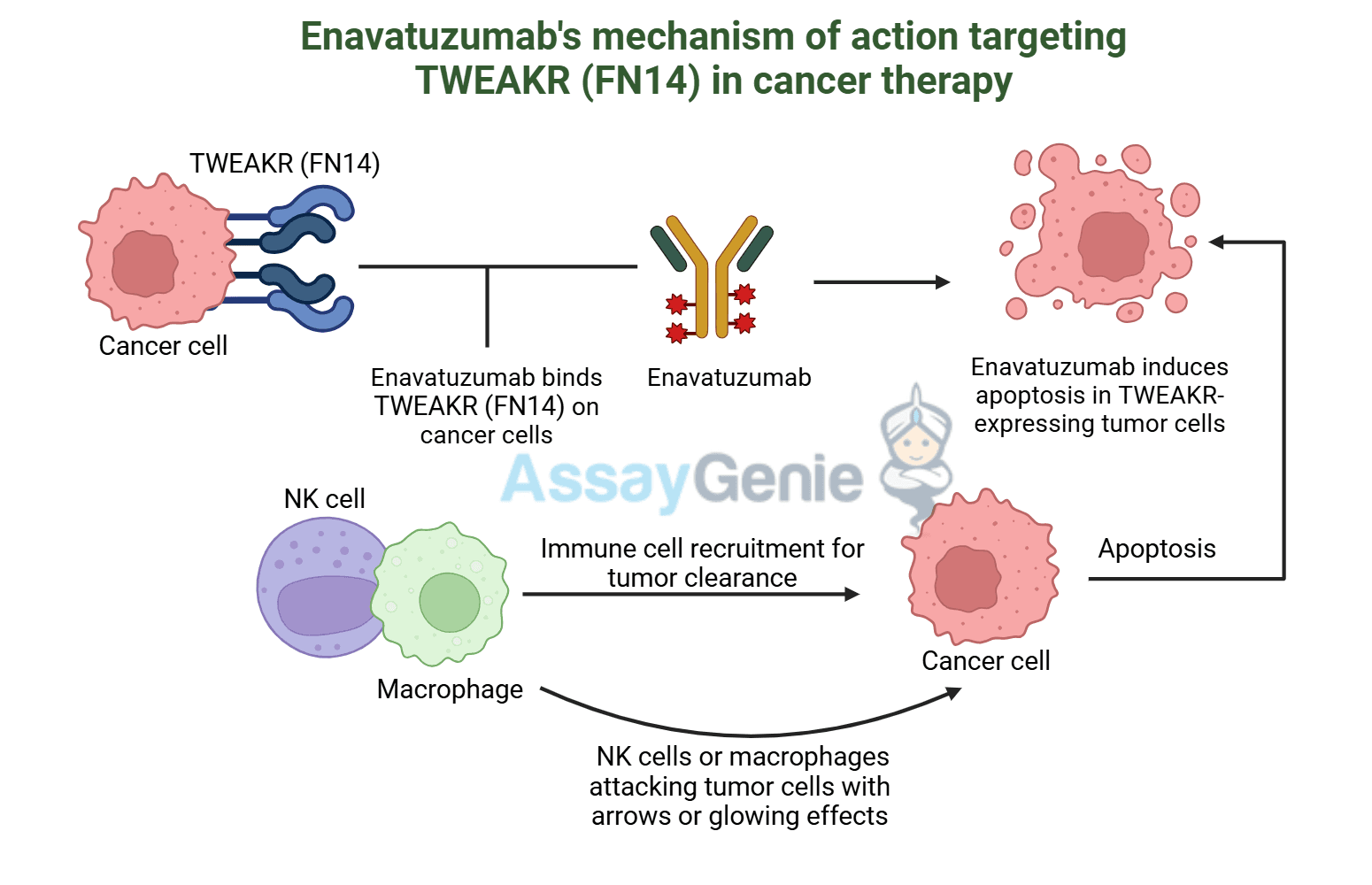 Enavatuzumab: Revolutionizing Cancer Research Through Novel Therapeutics