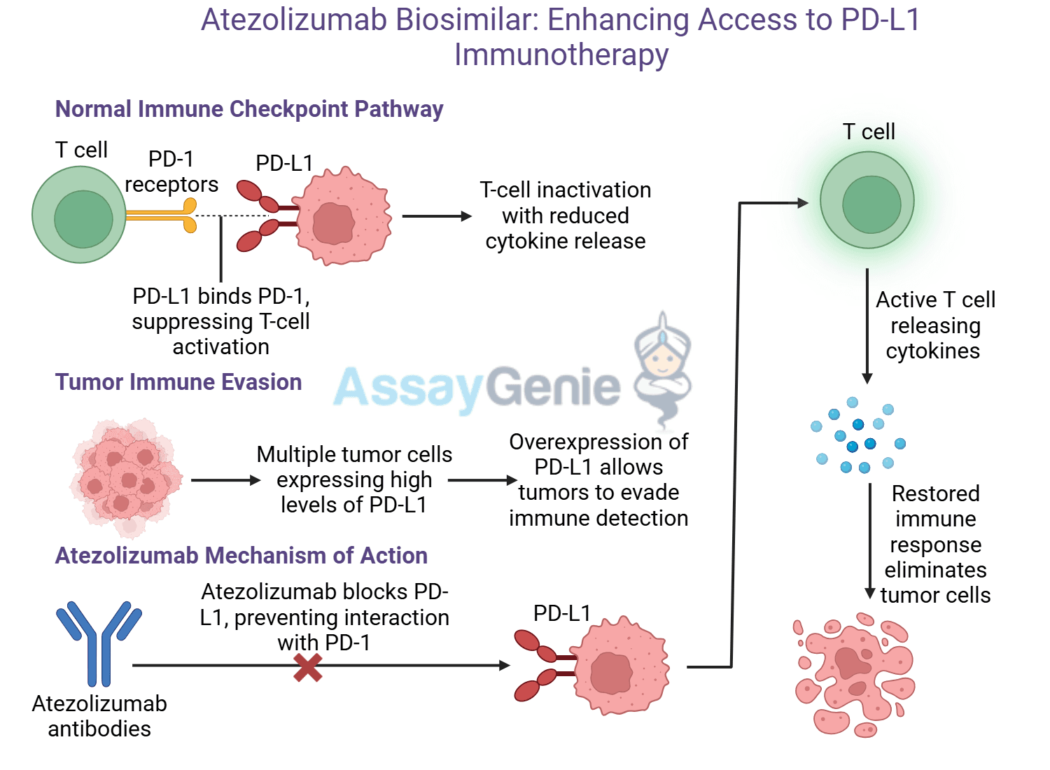 Atezolizumab: Unveiling the Role of Anti-PD-L1 in Cancer Research