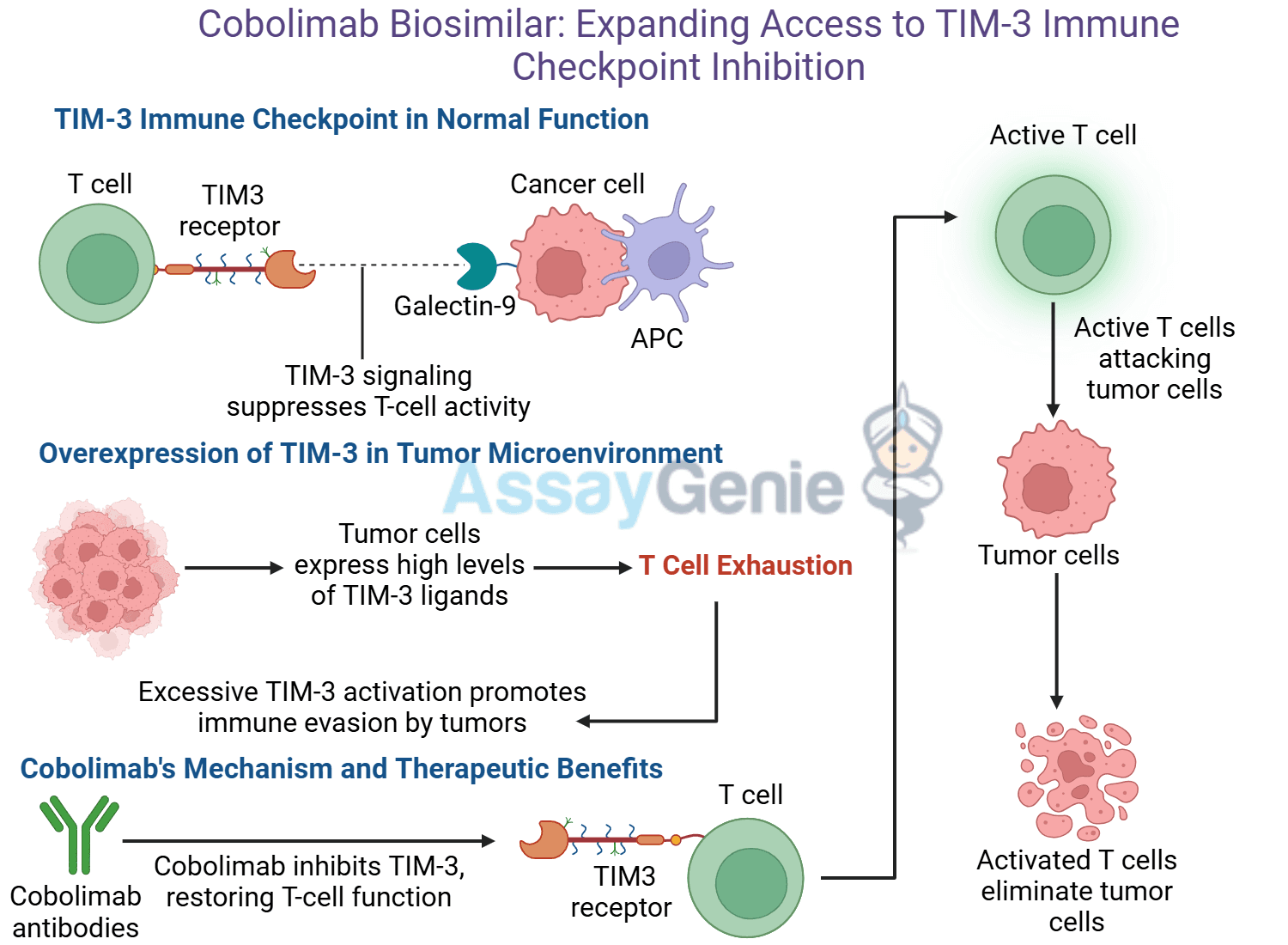 Cobolimab: Unveiling TIM-3’s Role in Cancer Immunotherapy