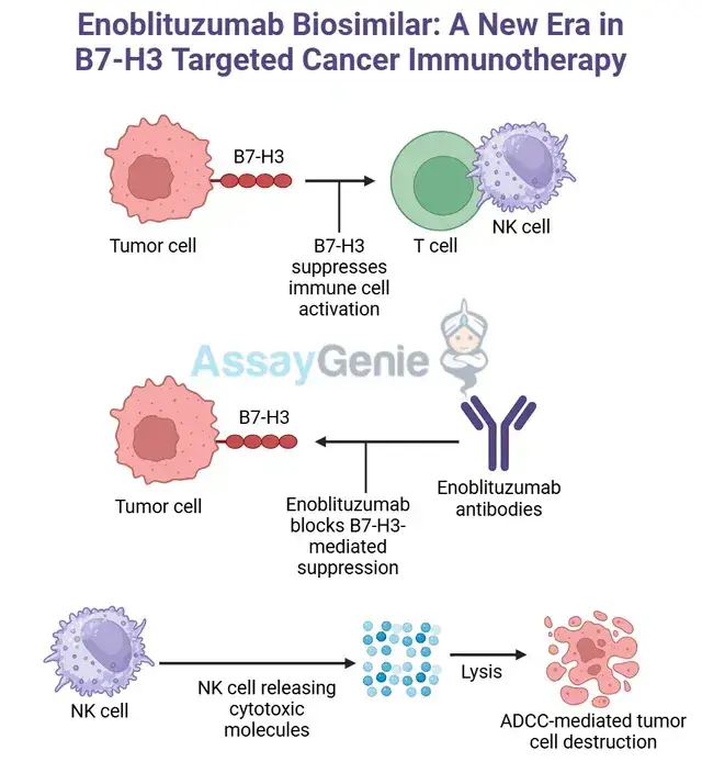 Enoblituzumab: Unveiling the Role of Anti-B7-H3 in Cancer Research